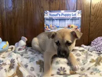 Aston, a male Siberian Husky and Black Mouth Cur for sale in Walnut Creek, CA – Photo 1 of 10