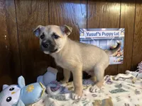 Aston, a male Siberian Husky and Black Mouth Cur for sale in Walnut Creek, CA – Photo 8 of 10