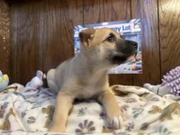 Aston, a male Siberian Husky and Black Mouth Cur for sale in Walnut Creek, CA – Photo 2 of 10