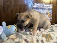 Aston, a male Siberian Husky and Black Mouth Cur for sale in Walnut Creek, CA – Photo 9 of 10