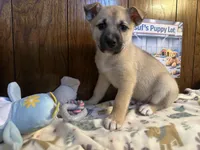 Aston, a male Siberian Husky and Black Mouth Cur for sale in Walnut Creek, CA – Photo 5 of 10