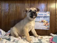 Aston, a male Siberian Husky and Black Mouth Cur for sale in Walnut Creek, CA – Photo 4 of 10