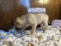 Aston, a male Siberian Husky and Black Mouth Cur for sale in Walnut Creek, CA – Photo 10 of 10