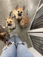 Aston, a male Siberian Husky and Black Mouth Cur for sale in Walnut Creek, CA – Photo 2 of 10