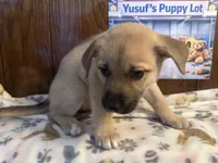 Rarri, a female Siberian Husky and Black Mouth Cur for sale in Walnut Creek, CA – Photo 2 of 10