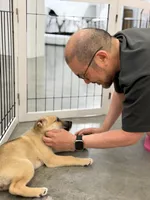 Rarri, a female Siberian Husky and Black Mouth Cur for sale in Walnut Creek, CA – Photo 3 of 10