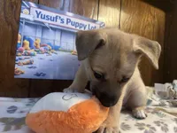 Rarri, a female Siberian Husky and Black Mouth Cur for sale in Walnut Creek, CA – Photo 3 of 10