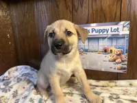 Rarri, a female Siberian Husky and Black Mouth Cur for sale in Walnut Creek, CA – Photo 6 of 10