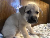 Rarri, a female Siberian Husky and Black Mouth Cur for sale in Walnut Creek, CA – Photo 5 of 10