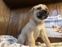 Rarri, a female Siberian Husky and Black Mouth Cur for sale in Walnut Creek, CA – Photo 8 of 10