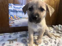 Rarri, a female Siberian Husky and Black Mouth Cur for sale in Walnut Creek, CA – Photo 1 of 10