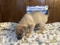 Rarri, a female Siberian Husky and Black Mouth Cur for sale in Walnut Creek, CA – Photo 10 of 10