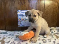 Rarri, a female Siberian Husky and Black Mouth Cur for sale in Walnut Creek, CA – Photo 9 of 10