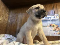 Rarri, a female Siberian Husky and Black Mouth Cur for sale in Walnut Creek, CA – Photo 7 of 10