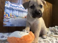 Rarri, a female Siberian Husky and Black Mouth Cur for sale in Walnut Creek, CA – Photo 4 of 10