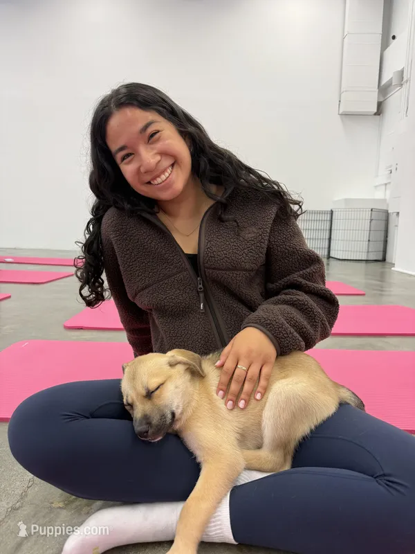 Rarri – Siberian Husky, Black Mouth Cur puppy for sale in Walnut Creek, CA