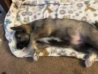 Audi, a female Siberian Husky and Black Mouth Cur for sale in Walnut Creek, CA – Photo 6 of 10