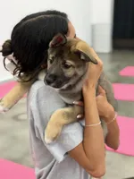 Audi, a female Siberian Husky and Black Mouth Cur for sale in Walnut Creek, CA – Photo 3 of 10