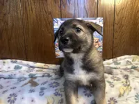 Audi, a female Siberian Husky and Black Mouth Cur for sale in Walnut Creek, CA – Photo 5 of 10