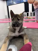 Audi, a female Siberian Husky and Black Mouth Cur for sale in Walnut Creek, CA – Photo 2 of 10