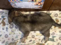 Audi, a female Siberian Husky and Black Mouth Cur for sale in Walnut Creek, CA – Photo 8 of 10