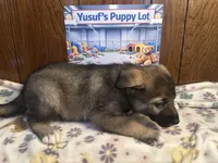 Audi, a female Siberian Husky and Black Mouth Cur for sale in Walnut Creek, CA – Photo 9 of 10