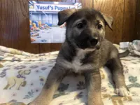 Audi, a female Siberian Husky and Black Mouth Cur for sale in Walnut Creek, CA – Photo 2 of 10