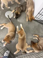 Bentley , a female Siberian Husky and Black Mouth Cur for sale in Walnut Creek, CA – Photo 4 of 10