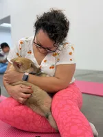 Bentley , a female Siberian Husky and Black Mouth Cur for sale in Walnut Creek, CA – Photo 2 of 10