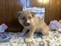 Bentley , a female Siberian Husky and Black Mouth Cur for sale in Walnut Creek, CA – Photo 1 of 10