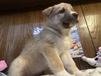 Bentley , a female Siberian Husky and Black Mouth Cur for sale in Walnut Creek, CA – Photo 6 of 10