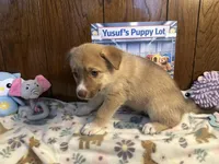 Bentley , a female Siberian Husky and Black Mouth Cur for sale in Walnut Creek, CA – Photo 5 of 10