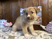 Bentley , a female Siberian Husky and Black Mouth Cur for sale in Walnut Creek, CA – Photo 4 of 10