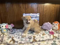 Bentley , a female Siberian Husky and Black Mouth Cur for sale in Walnut Creek, CA – Photo 9 of 10