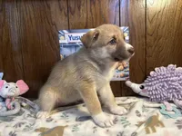 Bentley , a female Siberian Husky and Black Mouth Cur for sale in Walnut Creek, CA – Photo 10 of 10
