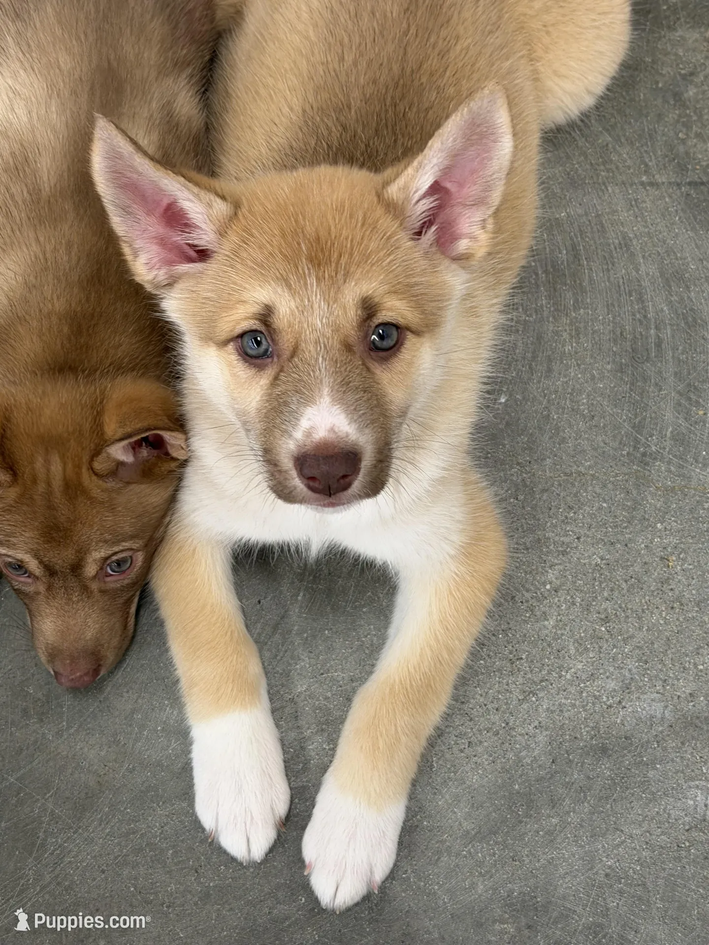 DUSTY HUSKY × CJ FLY NOT FOR SALE 7inch Bentley – Siberian Husky and Black Mouth Cur Puppy for Sale