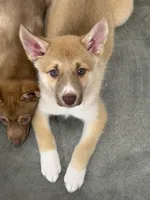 Bentley , a female Siberian Husky and Black Mouth Cur for sale in Walnut Creek, CA – Photo 1 of 10
