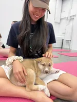 Bentley , a female Siberian Husky and Black Mouth Cur for sale in Walnut Creek, CA – Photo 3 of 10