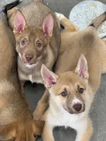 Bentley , a female Siberian Husky and Black Mouth Cur for sale in Walnut Creek, CA – Photo 5 of 10
