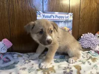 Bentley , a female Siberian Husky and Black Mouth Cur for sale in Walnut Creek, CA – Photo 2 of 10
