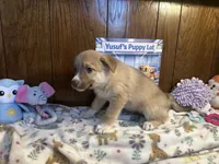Bentley , a female Siberian Husky and Black Mouth Cur for sale in Walnut Creek, CA – Photo 7 of 10