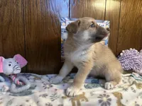 Bentley , a female Siberian Husky and Black Mouth Cur for sale in Walnut Creek, CA – Photo 8 of 10
