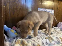 Porsche , a female Siberian Husky and Black Mouth Cur for sale in Walnut Creek, CA – Photo 8 of 10