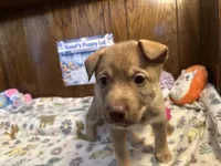 Porsche , a female Siberian Husky and Black Mouth Cur for sale in Walnut Creek, CA – Photo 1 of 10
