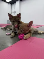 Porsche , a female Siberian Husky and Black Mouth Cur for sale in Walnut Creek, CA – Photo 4 of 10