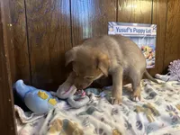 Porsche , a female Siberian Husky and Black Mouth Cur for sale in Walnut Creek, CA – Photo 10 of 10