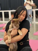 Porsche , a female Siberian Husky and Black Mouth Cur for sale in Walnut Creek, CA – Photo 2 of 10