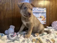Porsche , a female Siberian Husky and Black Mouth Cur for sale in Walnut Creek, CA – Photo 4 of 10