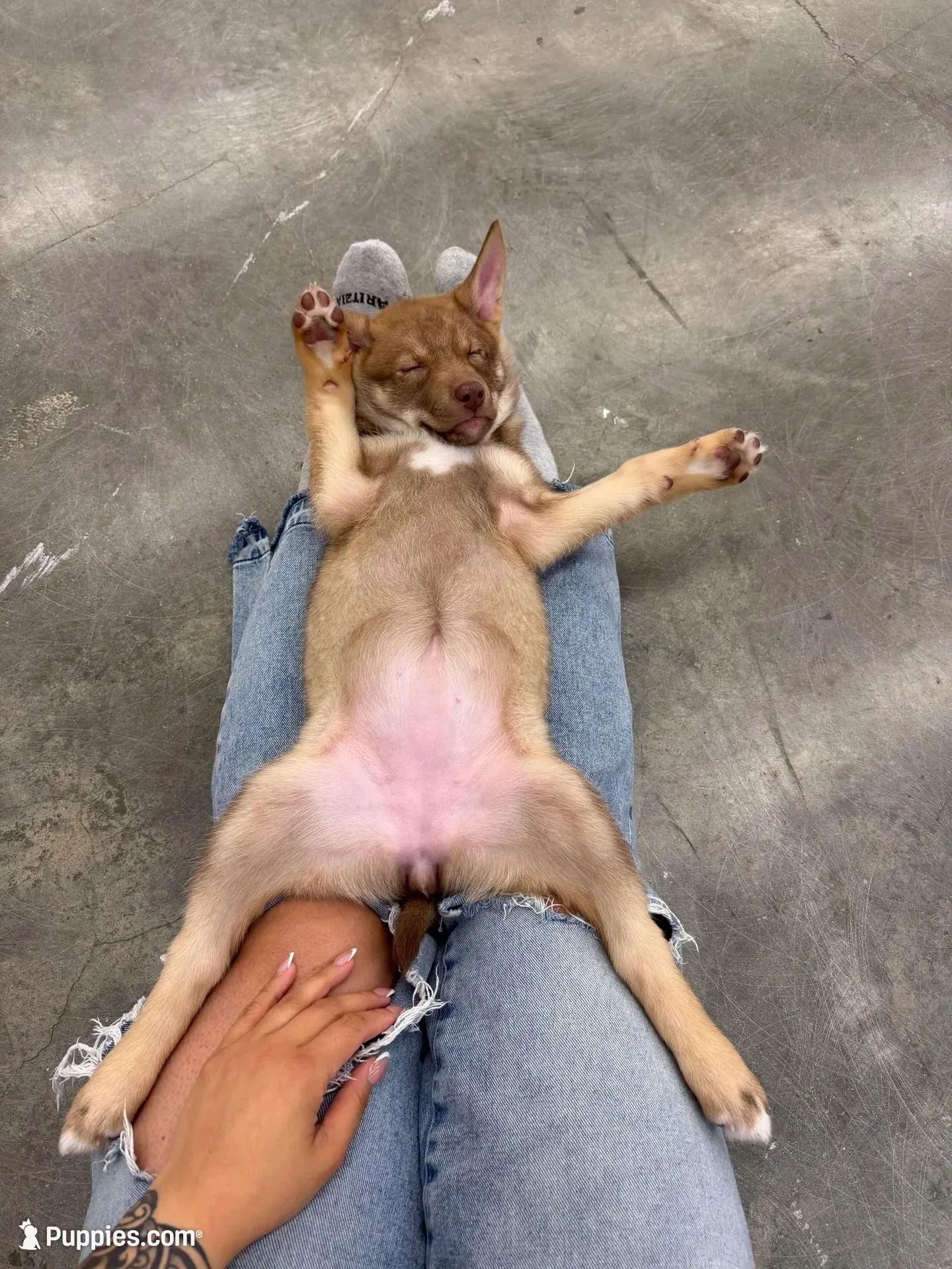 Porsche  – Siberian Husky, Black Mouth Cur puppy for sale in Walnut Creek, CA