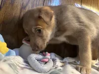 Porsche , a female Siberian Husky and Black Mouth Cur for sale in Walnut Creek, CA – Photo 2 of 10